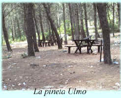 La pineta Ulmo