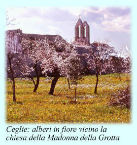 Alberi in fiore nella campagna di Ceglie Messapica