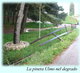 La pineta Ulmo di Ceglie